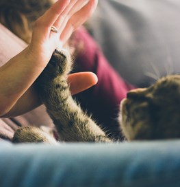 Kat og mennesker giver high-five